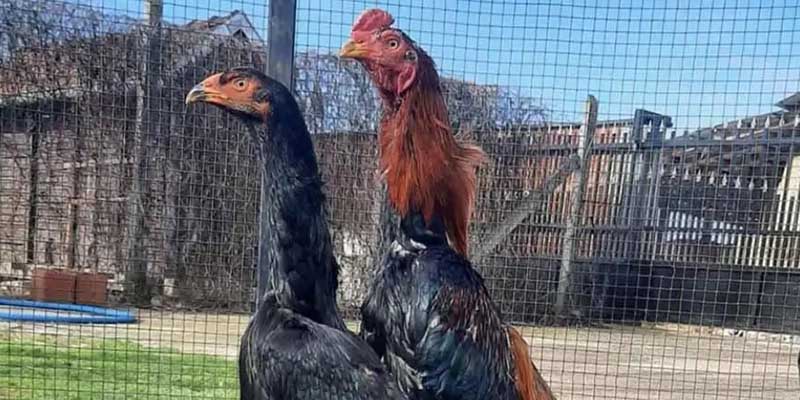 Gà Chọi Đẹp - Điểm Danh Chiến Kê Thu Hút Nhất Hiện Nay Gà chọi đẹp - Shambo