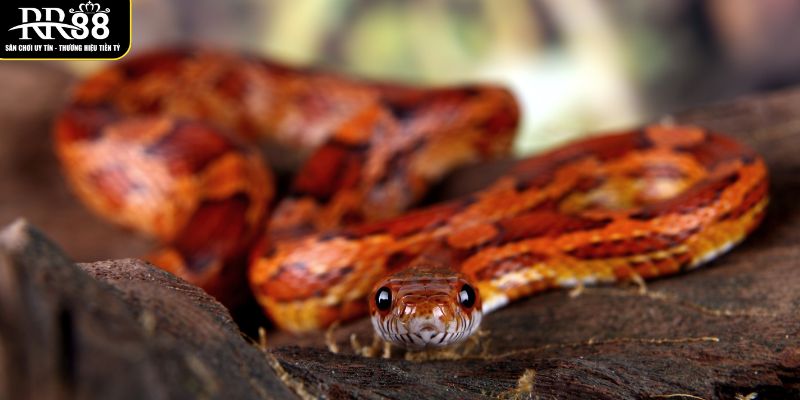 luan-giai-chi-tiet-ve-giac-mong-thay-ran